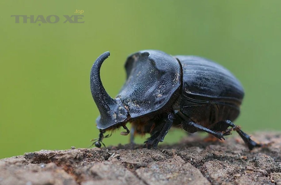 Vị trí các bàn đạp ô tô: côn - phanh - ga