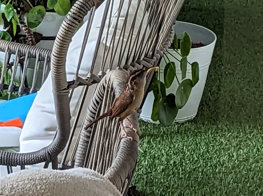 Làm sao để côn không kêu trở lại? (Thói quen đúng vs thói quen sai)