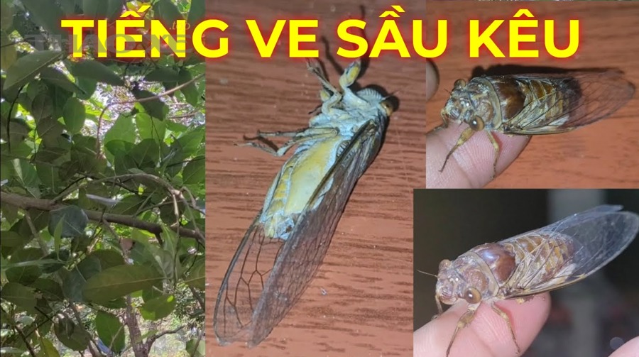 Cách khắc phục theo từng nguyên nhân: khi nào chỉnh/bôi trơn, khi nào phải thay cụm?