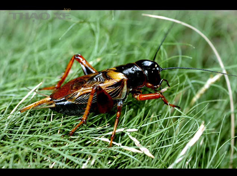 Tự kiểm tra nhanh tại chỗ để xác định “côn kêu do đâu” được không?