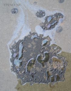 2006 10 24 oil puddle 1