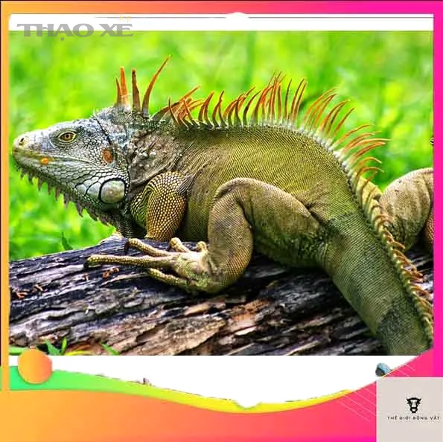 So sánh khởi động lại ô tô và xe máy sau thời gian dài không sử dụng