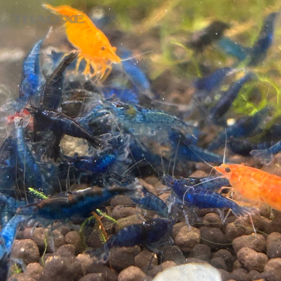blue dream neocaridina shrimp good grade 7802172