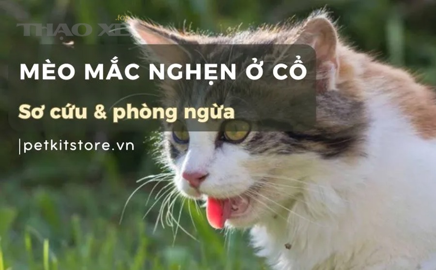 Làm sao để phòng tránh sự cố thường gặp hiệu quả cho người mới?