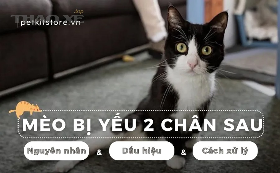 Có nên xử lý tạm thời khi sự cố thường gặp vừa xuất hiện không?