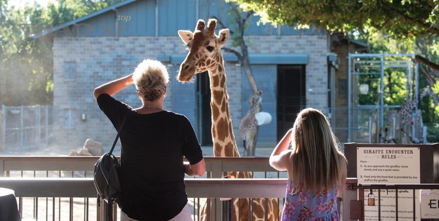 visit the giraffe encounter